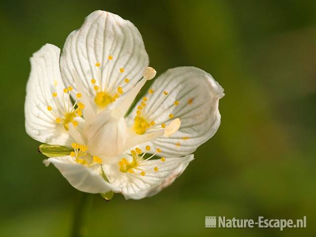 Parnassia, detail bloem, AWD1 140810