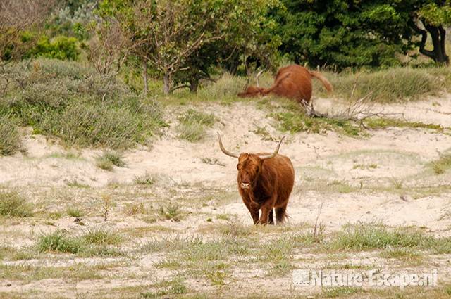 Schotse hooglanders, lopend, Doornvlak 1 090810