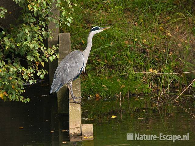 Blauwe reiger, AWD1 180910