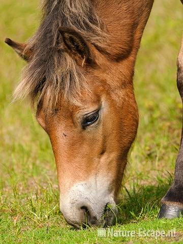 Exmoor pony, veulen, grazend, NHD Bergen 1 110910