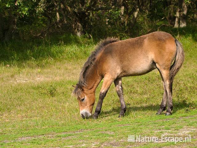 Exmoor pony, veulen, grazend, NHD Bergen 2 110910