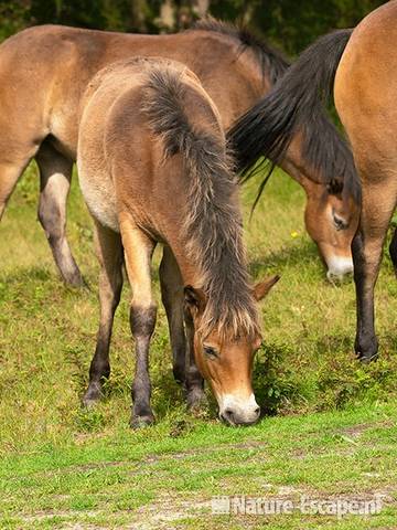 Exmoor pony's , met veulen, grazend, NHD Bergen 2 110910