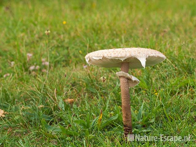 Grote parasolzwam, NHD Castricum 1 100910