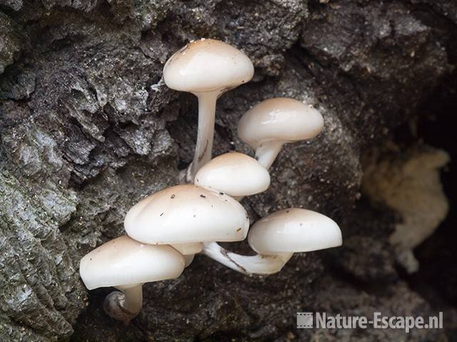 Porseleinzwam, paddenstoelen, AWD1 180910