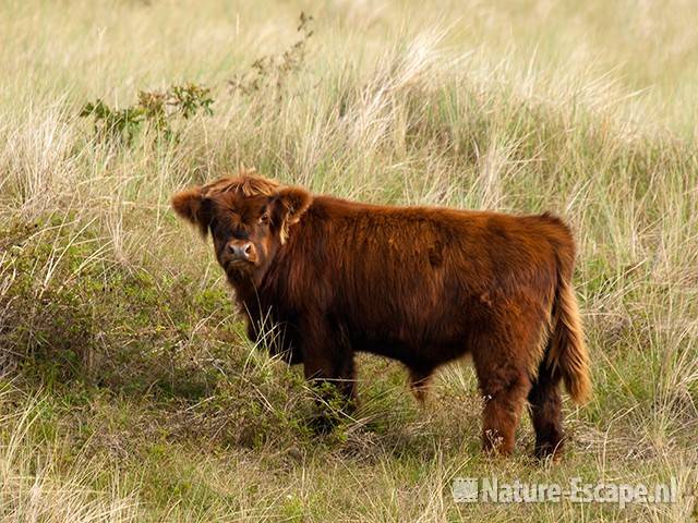 Schotse hooglander, jonge stier, NHD Bergen 1 110910