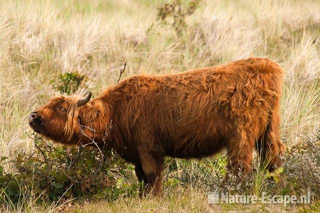 Schotse hooglander, jonge stier, NHD Bergen 3 110910