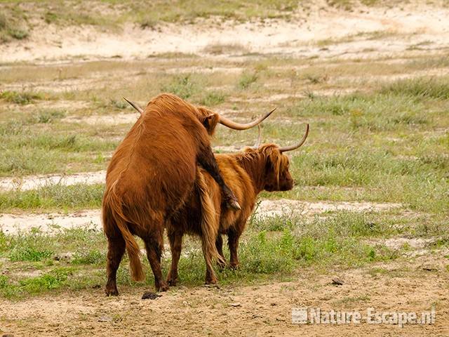 Schotse hooglanders, dekkend, Doornvlak 2 210810