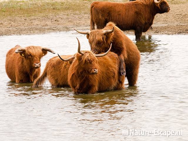 Schotse hooglanders, dekkend, Doornvlak 3 210810