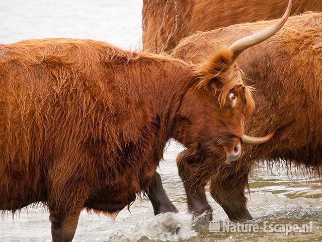 Schotse hooglanders, gedoe om een tochtige koe, Doornvlak 3 210810