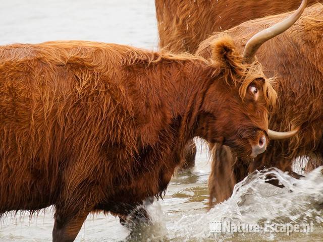 Schotse hooglanders, gedoe om een tochtige koe, Doornvlak 4 210810