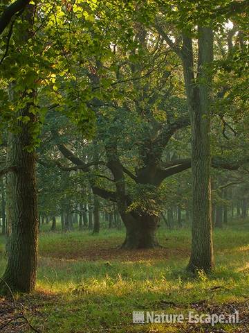 Beuk, oude beuk in bos AWD1 091010