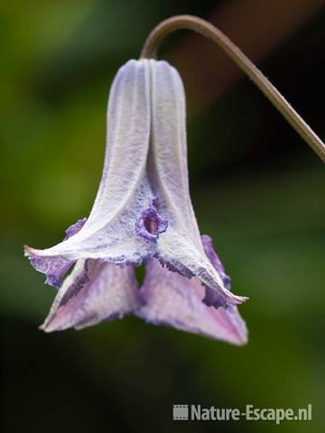 Bosrank, Clematis viticella 'Betty Corning', bloem, tB1 120710