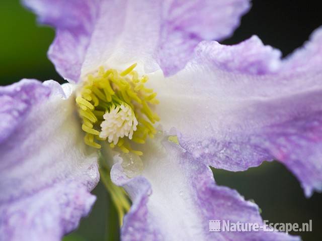 Bosrank, Clematis viticella 'Betty Corning', detail bloem, tB1 120710