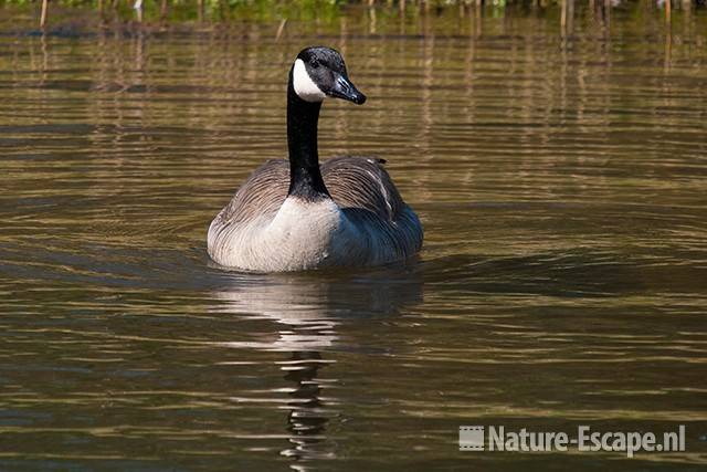 Canadese gans AWD1 090410