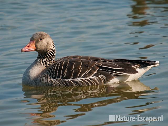 Grauwe gans, Hijm NHD Castricum 1 280510