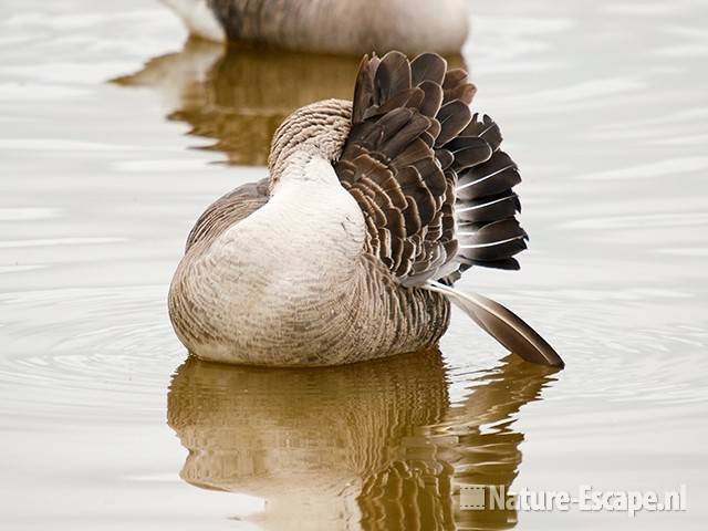 Grauwe gans, in rui, poetsend, Zww1 180610