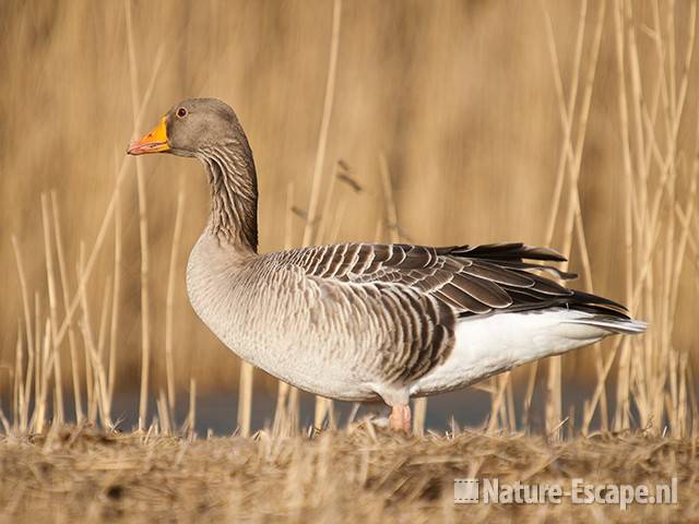 Grauwe gans, NHD Castricum 10 200310