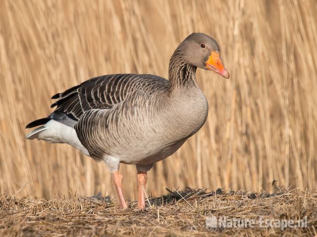 Grauwe gans, NHD Castricum 9 200310