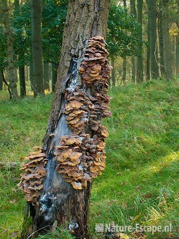 Honingzwam, plakkaten op boom, AWD1 091010