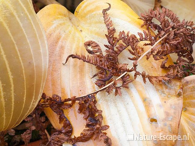 Hosta 'Remember Me', verkleurd blad en bruin varenblad, tB1 311010