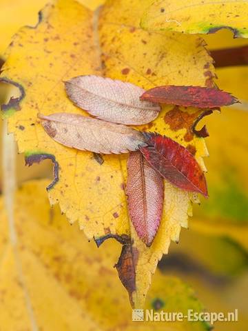 Klimhortensia en Sorbus vilmorinii, verkleurd herfstblad, tB1 311010