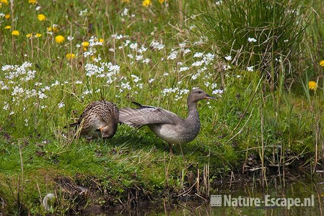 Krakeenden, een vleugel uitstrekkend, AWD2 100501