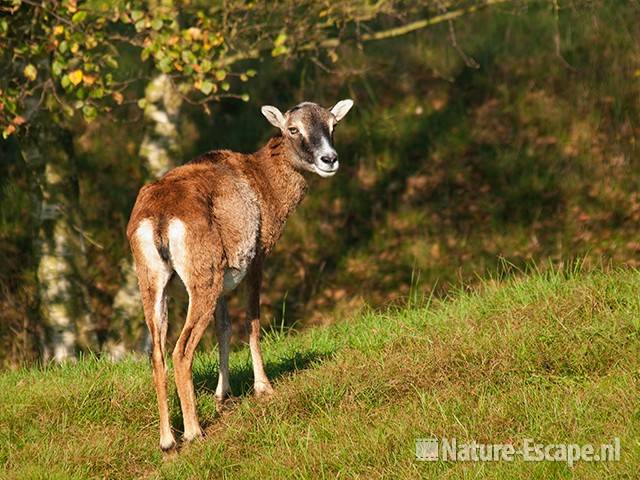 Moeflon, een jonge ooi, AWD1 091010