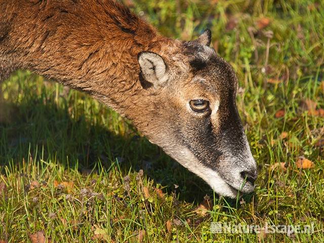 Moeflon, een jonge ooi, foeragerend, AWD2 091010