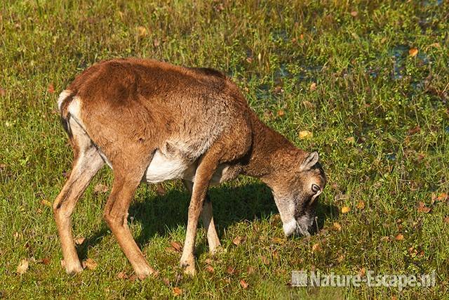 Moeflon, een jonge ooi, foeragerend, AWD3 091010