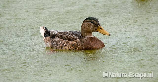 Wilde eend, woerd, in eclipskleed, in regen, Hijm NHD Castricum 3 160710