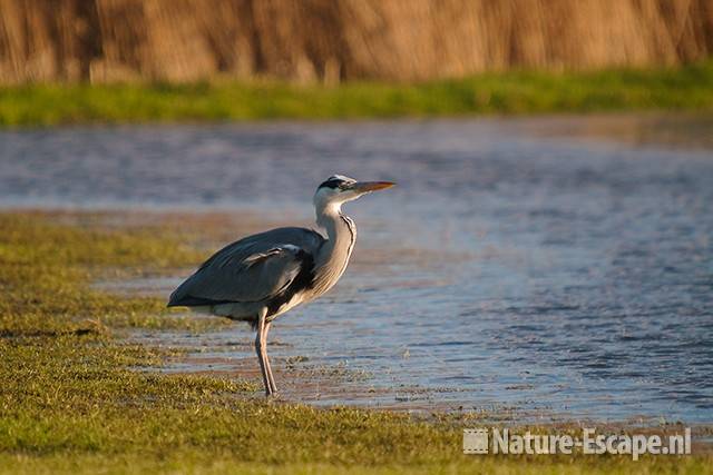 Blauwe reiger, Lagendijk Uitgeest 2 090111