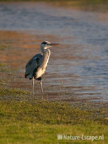 Blauwe reiger, Lagendijk Uitgeest 3 090111