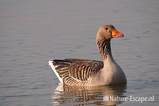 Grauwe gans, zwemmend, Hijm NHD Castricum 2 040311