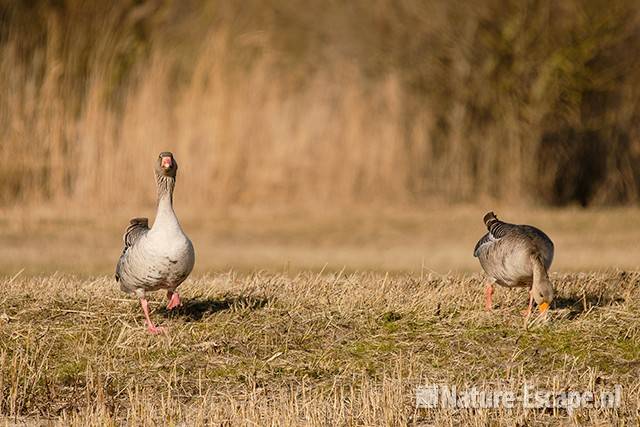 Grauwe ganzen, NHD Castricum 1 110311