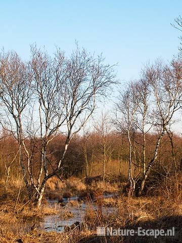 Landschap met berken, Zwanenwater 1 2210211