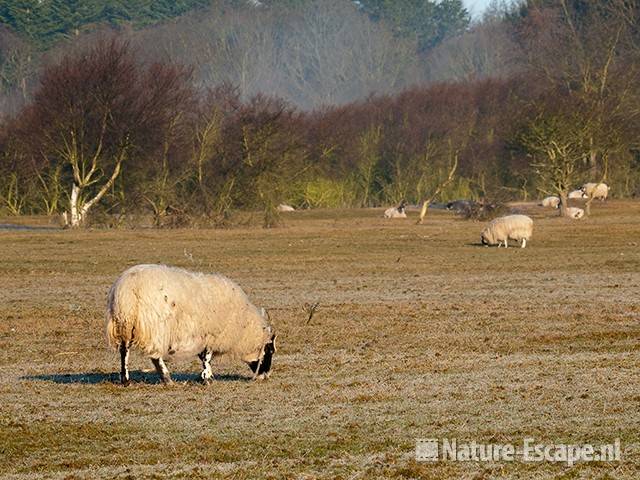 Schaap, Scottish blackface, in duinlandschap NHD Heemskerk1 190311 