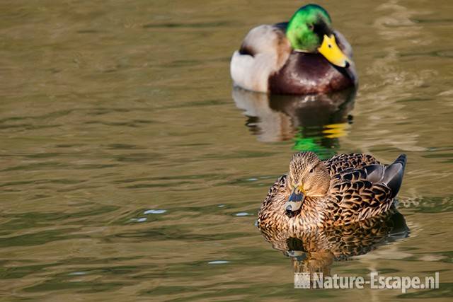 Wilde eend, man, woerd en vrouw, AWD1 220211