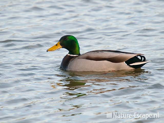 Wilde eend, woerd, man, Hijm NHD Castricum 1 110311