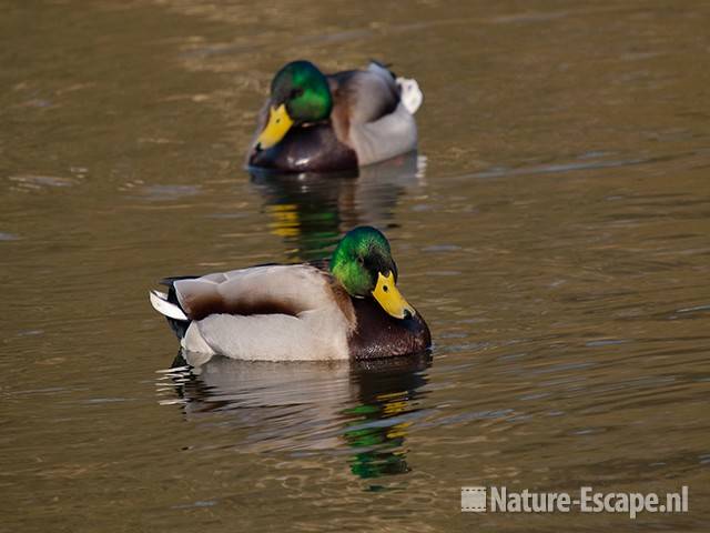 Wilde eend, woerden, mannen, AWD1 220211