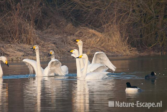 Wilde zwanen, balts, NHD Castricum 1 290111