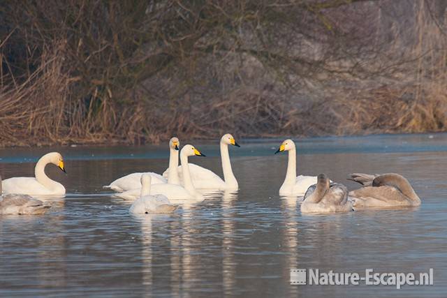 Wilde zwanen, NHD Castricum 1 290111