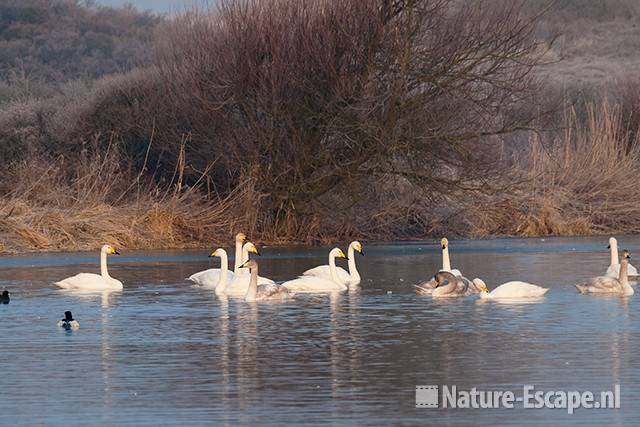 Wilde zwanen, NHD Castricum 5 290111