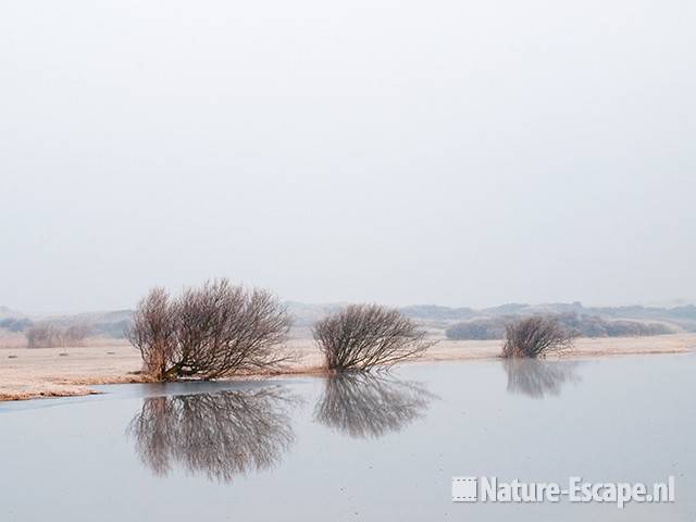 Wilgen, met spiegeling, NHD Castricum 2 290111