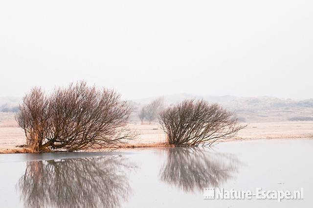 Wilgen, met spiegeling, NHD Castricum 4 290111