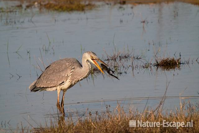 Blauwe reiger, kikker etend, Doornvlak 1 020411