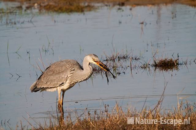 Blauwe reiger, kikker etend, Doornvlak 13 020411