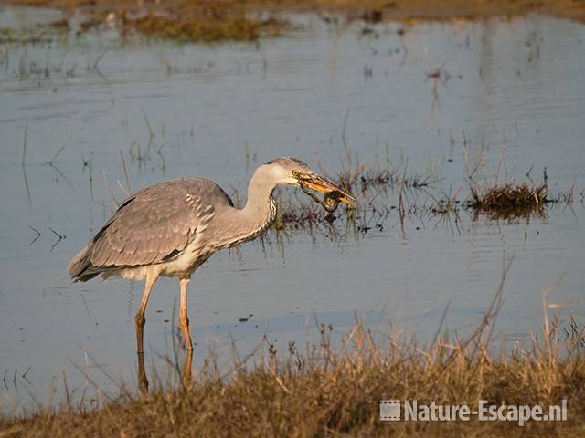 Blauwe reiger, kikker etend, Doornvlak 18 020411