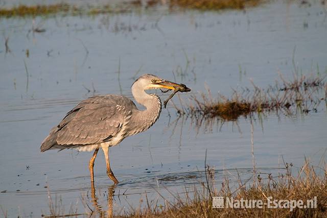 Blauwe reiger, kikker etend, Doornvlak 2 020411