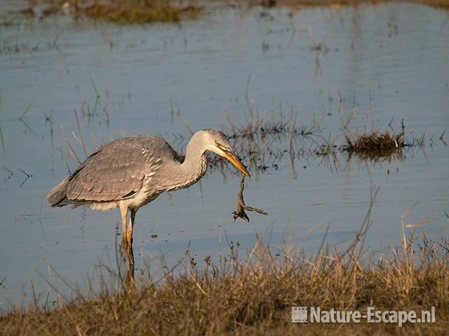 Blauwe reiger, kikker etend, Doornvlak 3 020411