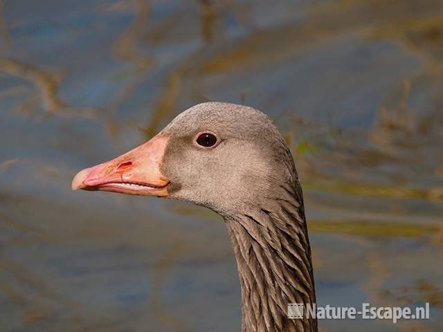 Grauwe gans, detail kop, Hijm NHD Castricum 2 090411